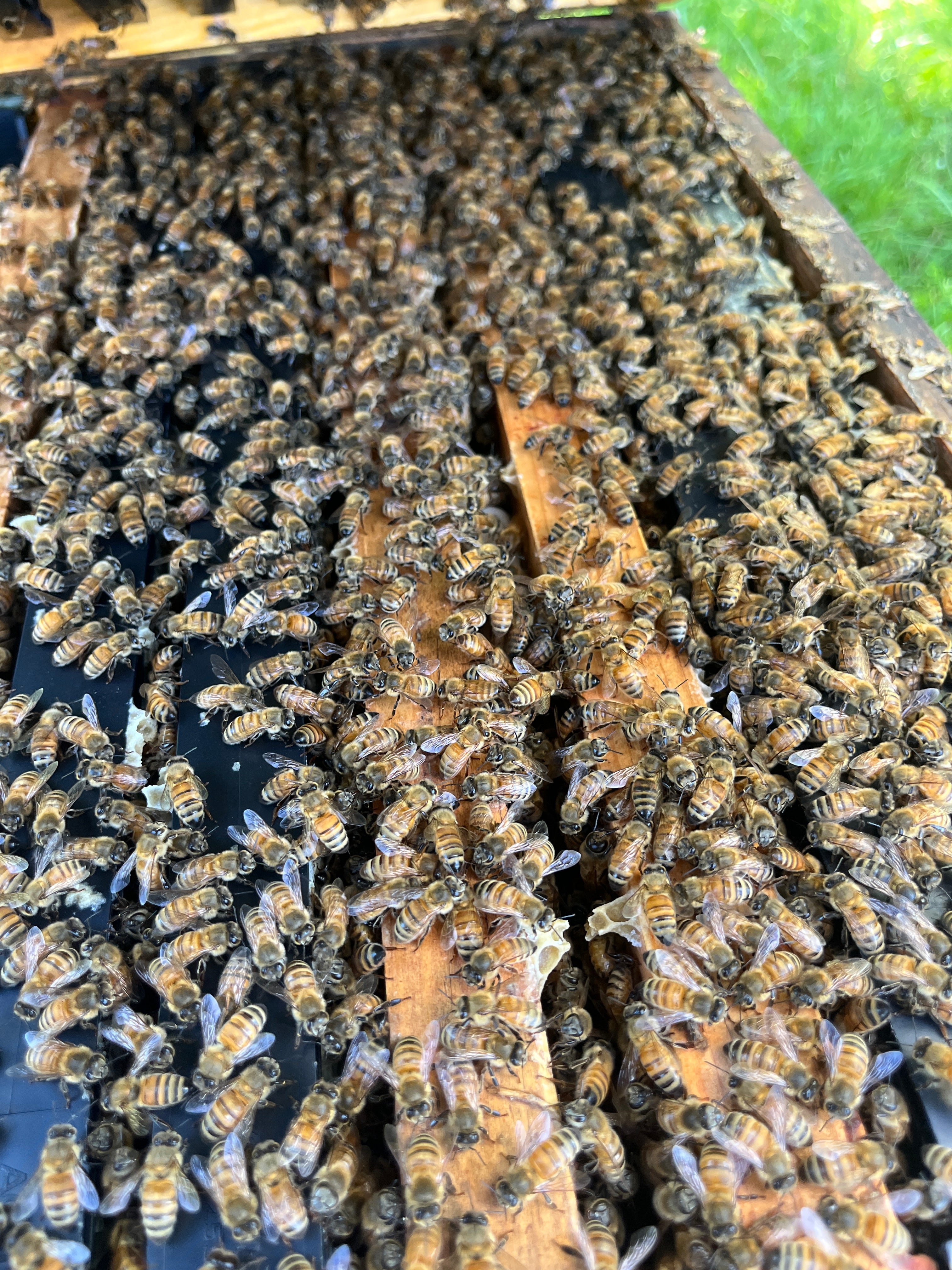 2027 Spring Bees