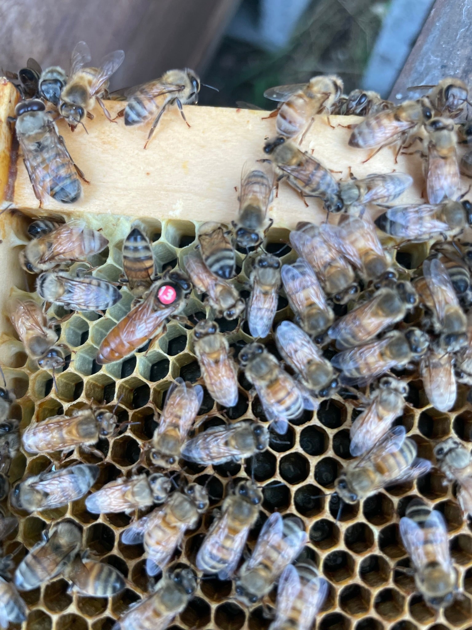 Bee frame with comb, bees, and marked queen at Walnut Farm Bees