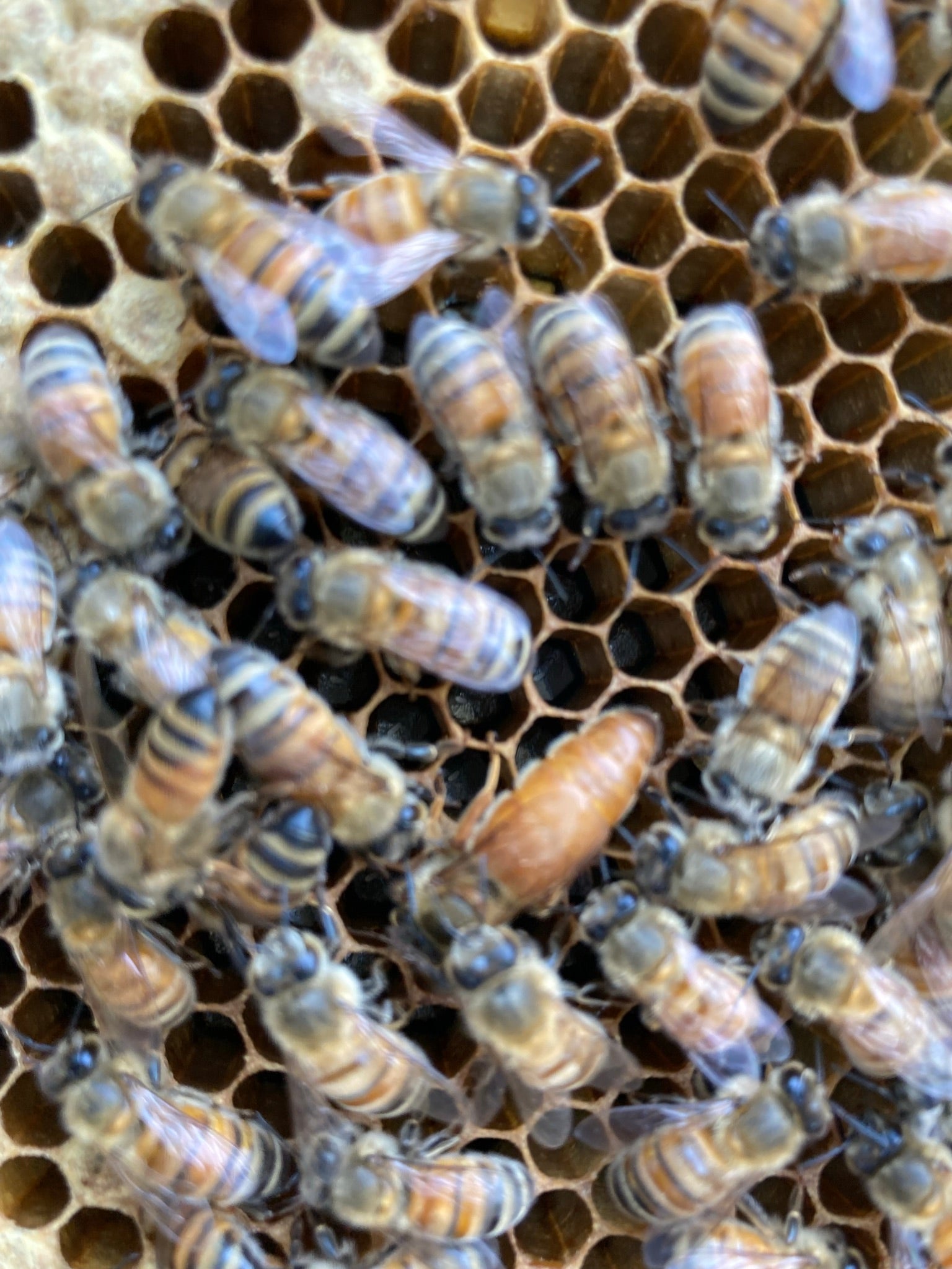 2025 Early Mated Queen (*not* local)