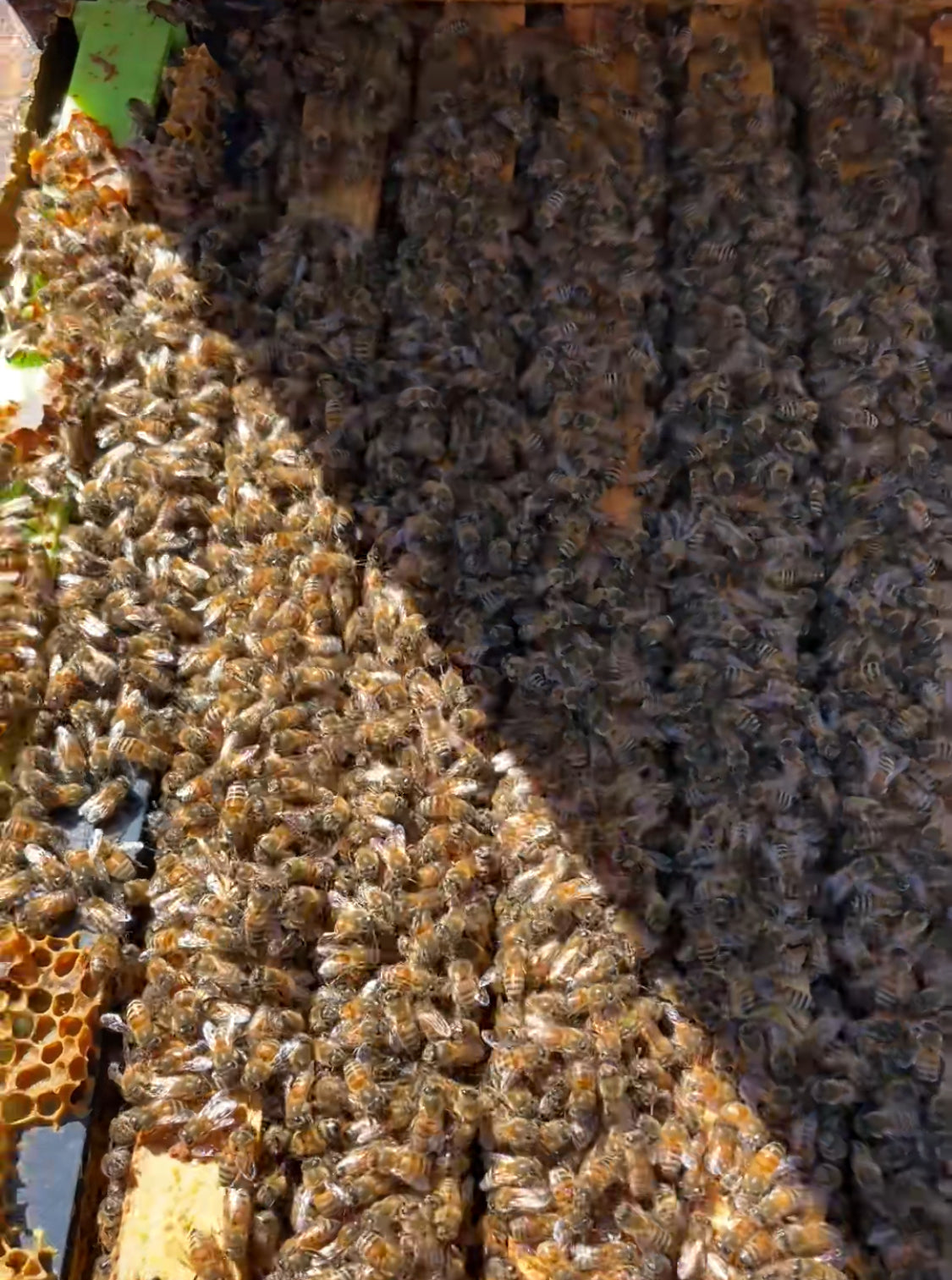 Overwintered August 2025 Mated and Marked PA Queen