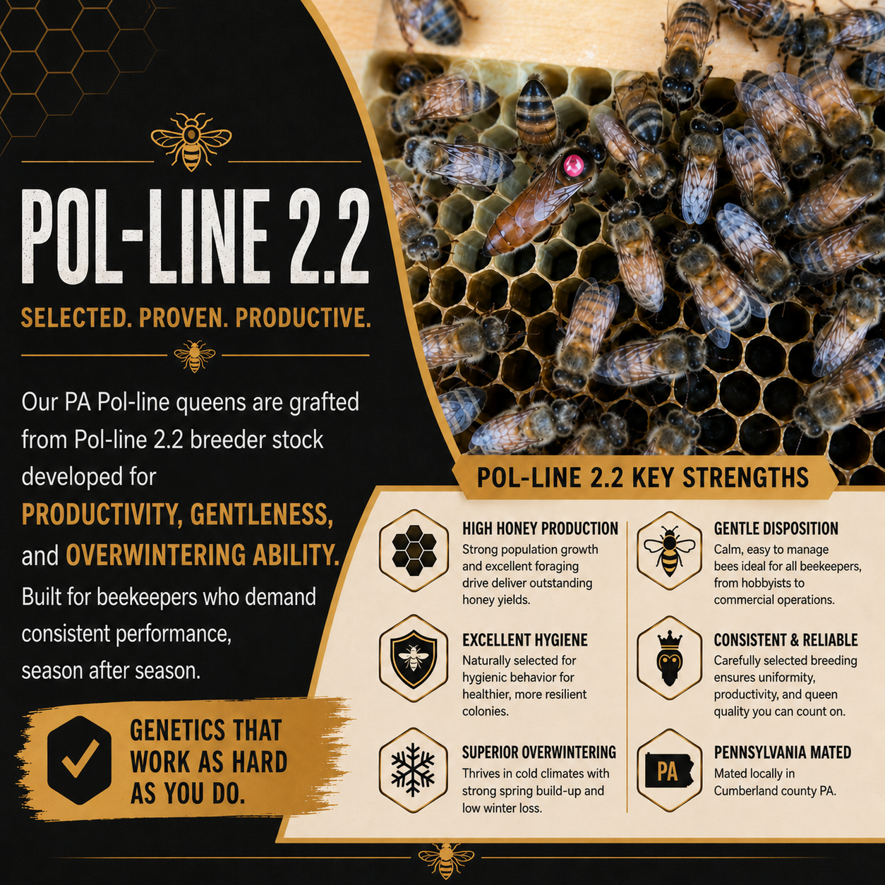 2026 Pol-line 2.2 Mated and Marked Queen