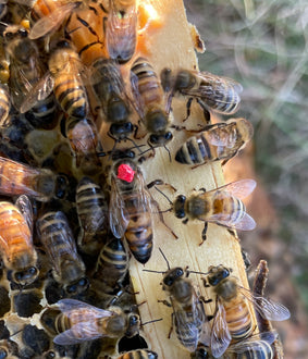 queen with a red mark